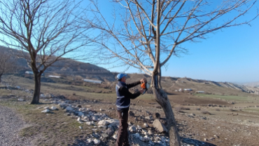 Ağaç Budama Çalışması Devam Ediyor